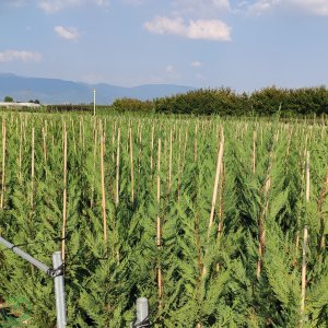 Cyprusovec leylandský (Cupressocyparis leylandii), výška 130-160 cm, kont. C12L, (-18°C)